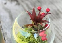 Best Plant Gifts for Gardeners Plant Gifts for Gardeners