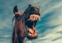 蛀牙的症狀和治療方法 Symptoms and Treatments of Tooth Decay