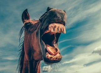 蛀牙的症狀和治療方法 Symptoms and Treatments of Tooth Decay