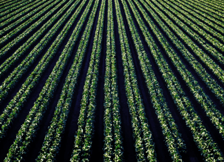 How To Grow Ginseng For Profit Grow Ginseng