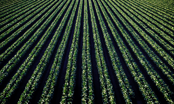 Screenshot_2019-04-13 Lettuce for Days HD photo by Tim Mossholder ( timmossholder) on Unsplash Grow Ginseng