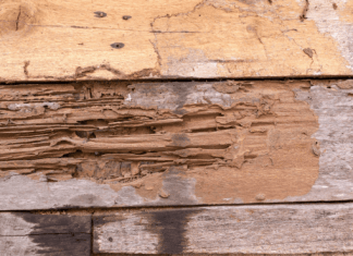 Insect Investigation – 6 Tips for Dealing with Common Infestations Common Infestations