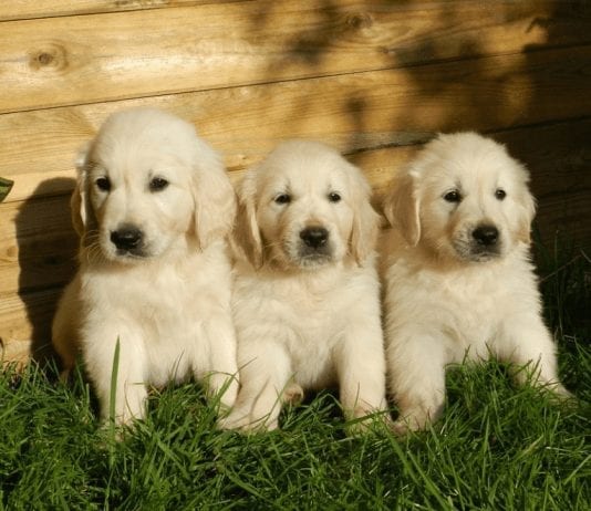 Hypoallergenic Dogs Breed And Food Hypoallergenic Dogs Breed