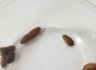 Breeding Dubia Roaches dubai roaches