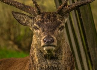 7 Inspirational Ideas for Stag Day Activities Stag Day