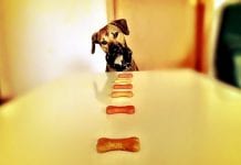 Why you should only give your dog natural hemp treats petsmart