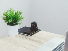 Need Some New Desk Decor? The 5 Best Office Desk Plants