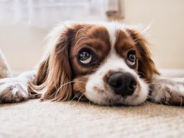 Children Friendly Loveable Breeds