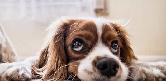 Children Friendly Loveable Breeds