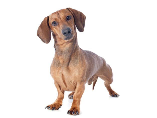 achshund dog Premium Photo