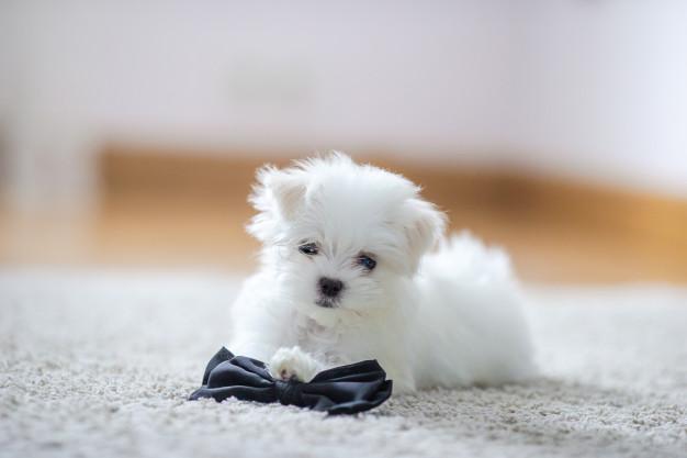 hite cute maltese puppy, 2 months old looking at us Premium Photo