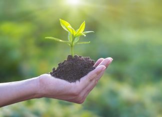 When Is the Best Time to Plant a Tree?