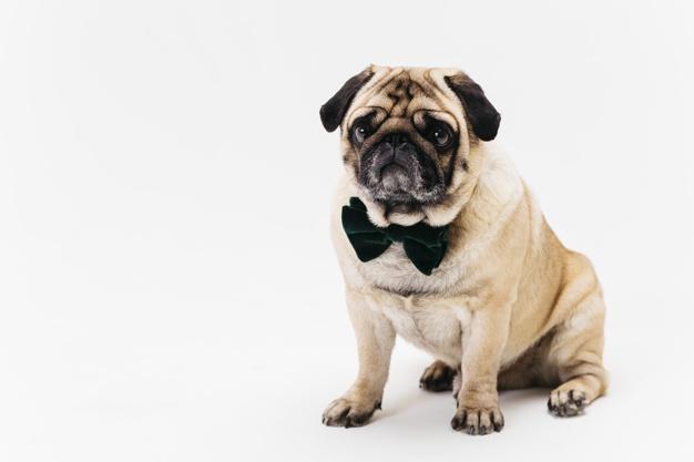 oker face apricot fawn pug in bow tie Free Photo