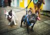 Nature vs. Nurture: 9 Factors That Affect a Dog’s Behavior rench bulldog take a walk lovely pet animal concept Free Photo