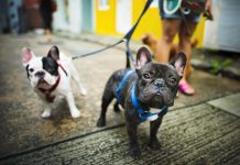 Nature vs. Nurture: 9 Factors That Affect a Dog’s Behavior rench bulldog take a walk lovely pet animal concept Free Photo
