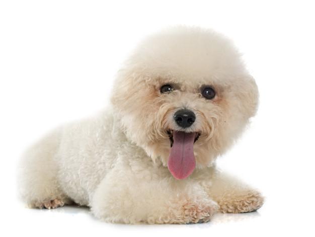urebred bichon frise Premium Photo