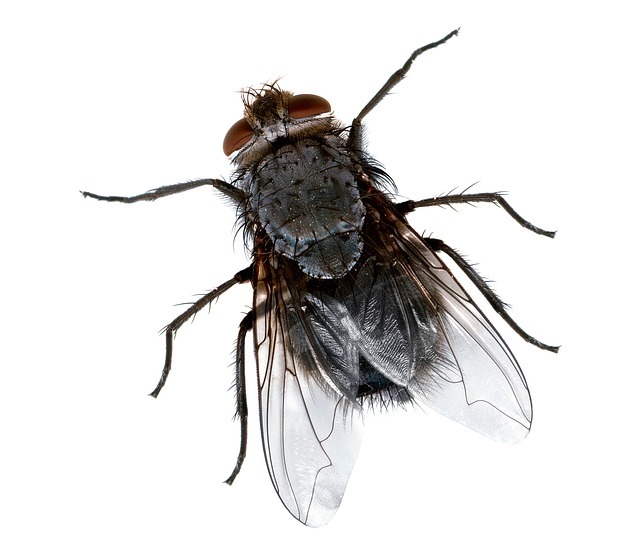 fly, macro, insect