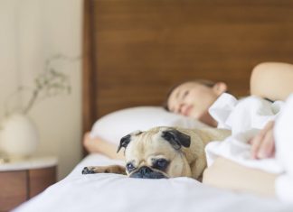How Much Sleep Does a College Student Need? Pug Sleeping Beside Woman on Bed