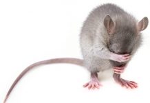 Important Guidelines About How to Get Rid of Rats