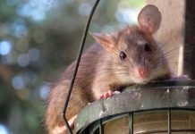 Removing rodents and mice can save your home – What are the valid reasons?