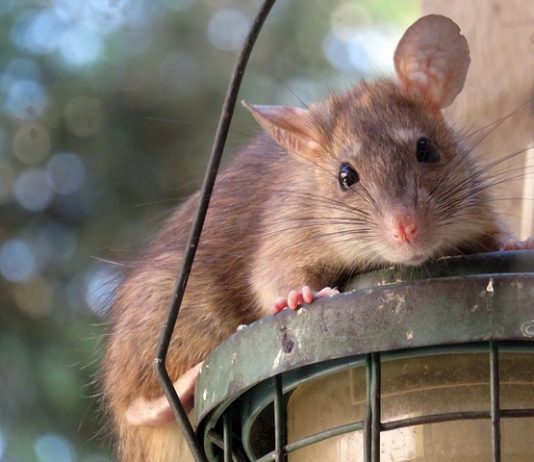 Removing rodents and mice can save your home – What are the valid reasons?
