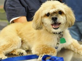 Senior Citizens and Pet Care Expenses
