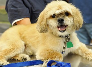 Senior Citizens and Pet Care Expenses