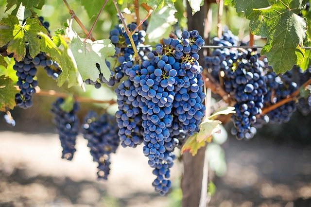 purple grapes, vineyard, napa valley