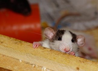 Pest Control Tips to Rat-Proof Your House Pest Control Tips to Rat-Proof Your House