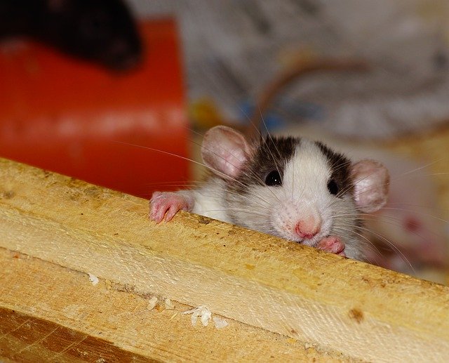 Pest Control Tips to Rat-Proof Your House