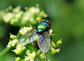 How To Get Rid of Common Pests in Your Home & Garden