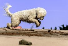 How much does a Goldendoodle cost?