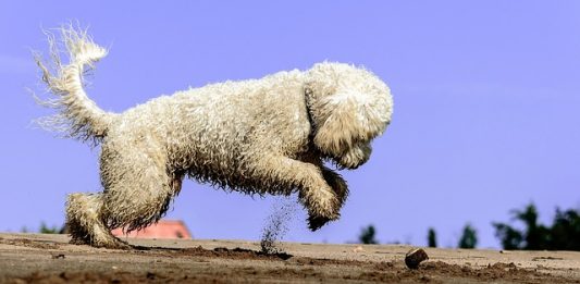 How much does a Goldendoodle cost?