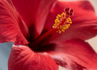 Red Hibiscus – Many Meanings of Single Red Bloom