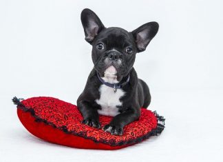 Top Benefits of Dog Crate Training