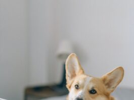 Things To Consider When Starting Your Dog Grooming Business