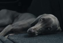 CBD Treats: One Wellness Option For Your Dog