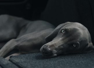 CBD Treats: One Wellness Option For Your Dog