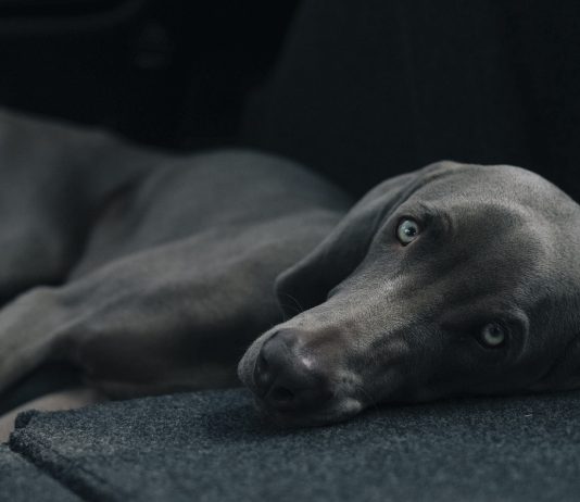 CBD Treats: One Wellness Option For Your Dog