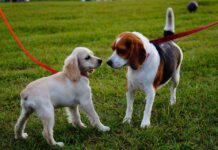 7 Ways to Help Your Dog Get Along with Other Dogs