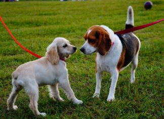 7 Ways to Help Your Dog Get Along with Other Dogs