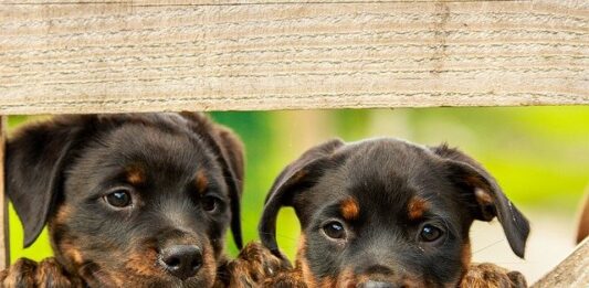 Puppy Food: A Detailed Guide on How to Feed Your Puppy