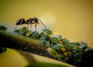 6 Common House Bugs That A Magnetic Door Screen Keeps Out Of Your Home