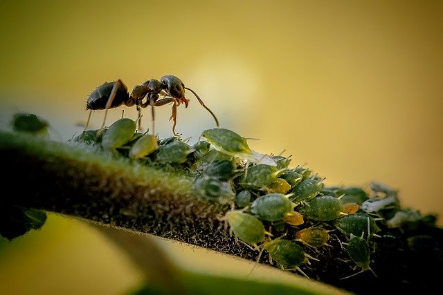ant, insects, antennae