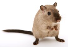 6 Signs There are Rats in Your Home and What You Can Do About It