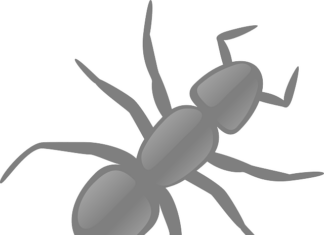 Best Termite Treatments Offered by Professionals in Brandon, MS