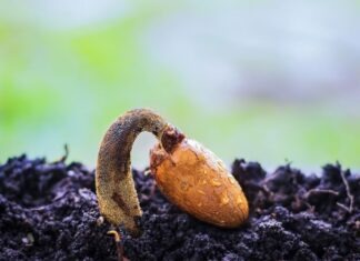 Planting a Seed of Hope: 6 Keys to Successful Grass Seeding