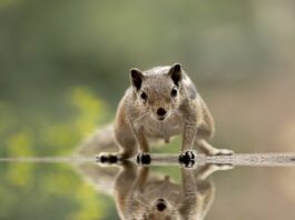 5 Common Ways Squirrels Break Into Your Office Building