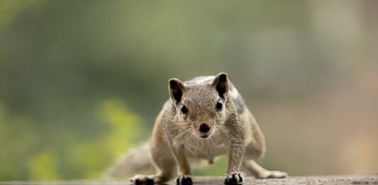 5 Common Ways Squirrels Break Into Your Office Building