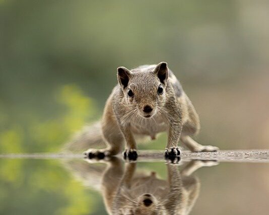 5 Common Ways Squirrels Break Into Your Office Building